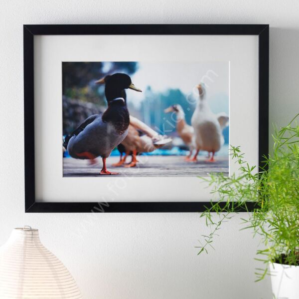 Ahşap Çerçeve Siyah 30x40 cm RIBBA