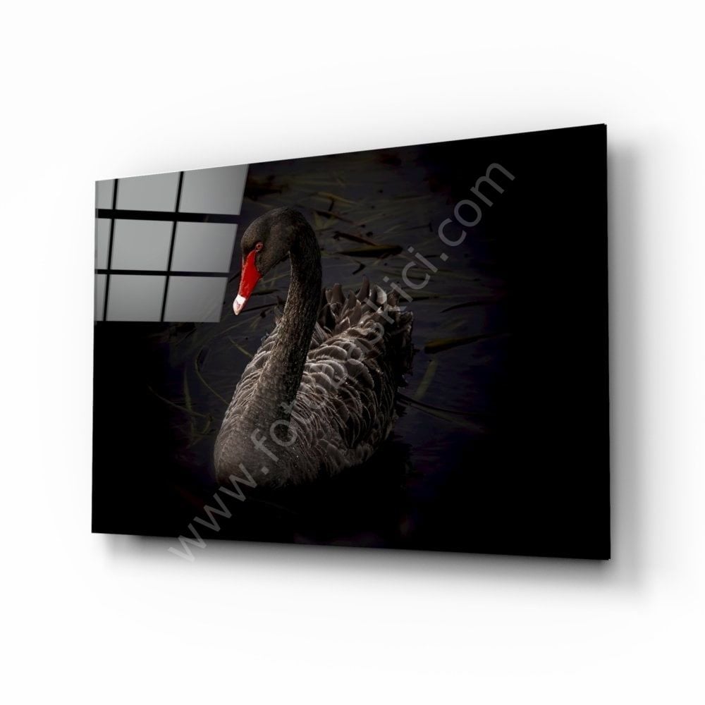 Siyah Kuğu Cam Tablo