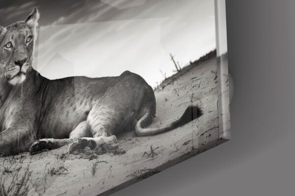 Dişi Aslan Cam Tablo No:1146