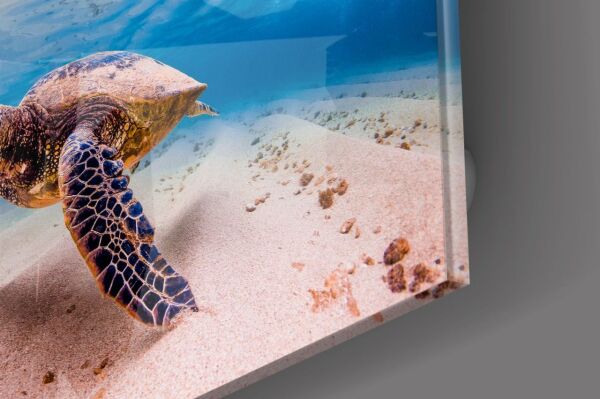 Deniz Kaplumbağası Cam Tablo No:1125