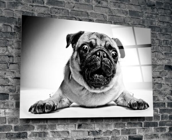 Pug Köpek Cam Tablo No:1043