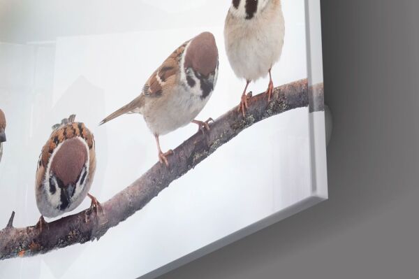 Beş Minik Kuş Cam Tablo No:1020