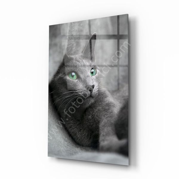 Kedi Cam Tablo