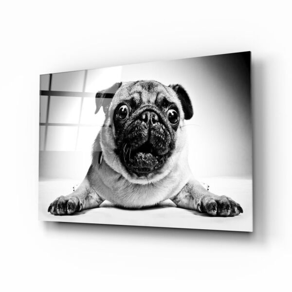 Pug Köpek Cam Tablo No:1043