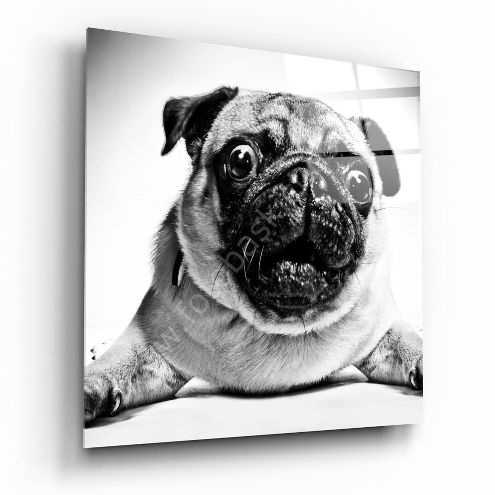 Pug Köpek Cam Tablo No:1043