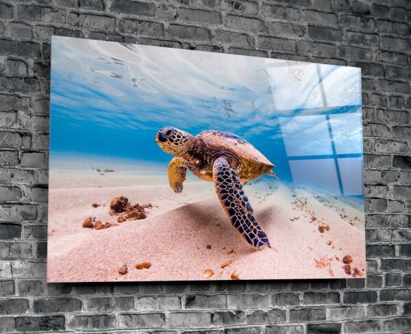Deniz Kaplumbağası Cam Tablo No:1125